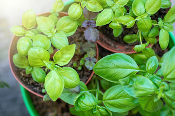 Fresh green basil gardening and growing on the kitchen windowsill. organically grown spices	
