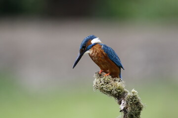 Male common kingfisher fishing from a mossy perch at the lake