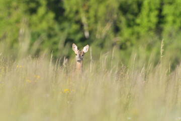 Two deer roe graze in a meadow in tall grass in summer