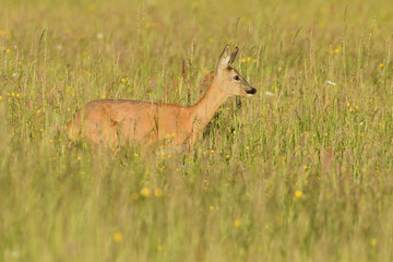 A close up view of a roe deer jumping in the grass