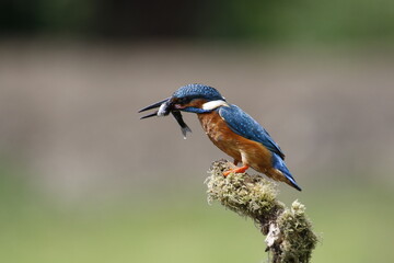 Male common kingfisher fishing from a mossy perch at the lake