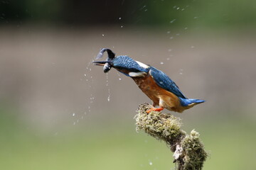 Male common kingfisher fishing from a mossy perch at the lake