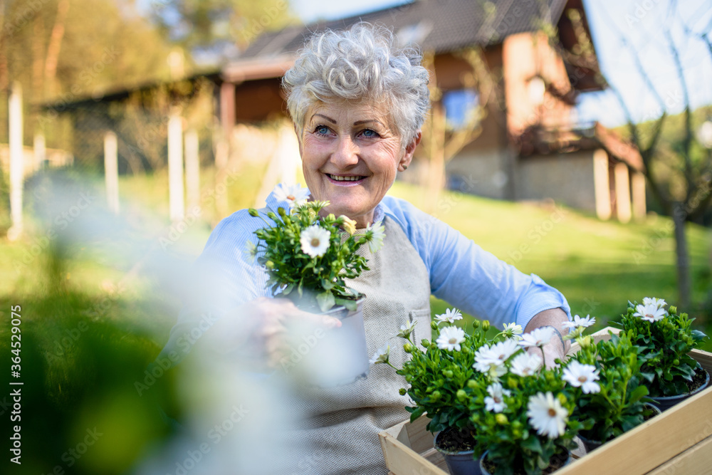 Wall mural Senior woman gardening in summer, holding flowering plants.