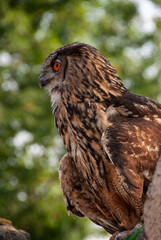 Eagle owl on a rock waiting for the falconer's call