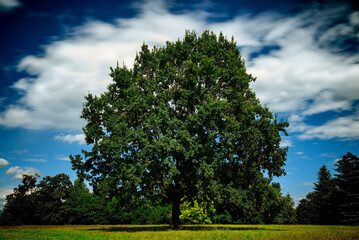 Obraz premium Big tree in a park with blue sky and white clouds