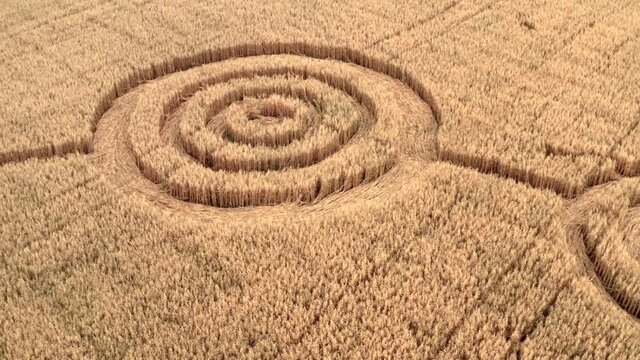 Fake UFO circles on grain crop yellow field, aerial view from drone. Round geometry shape symbols as alien signs, mystery concept