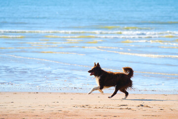 Brown border collie at sea running after a tennis bal