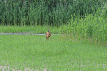 A roe mom and fawn are grazing grass in a swamp by a pond
