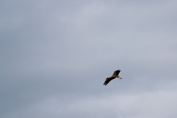 Stork flying in the air on a sunny and cloudy day