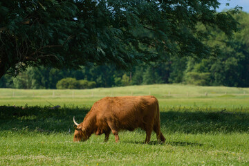 Scottish highland cow standing in a field on a beautiful day