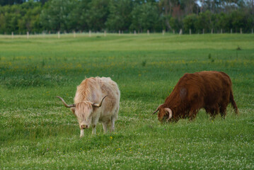 Scottish highland cow standing in a field on a beautiful day