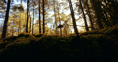 funghi in mezzo alla foresta