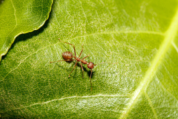 macro red ant on green leaf in nature at thailand