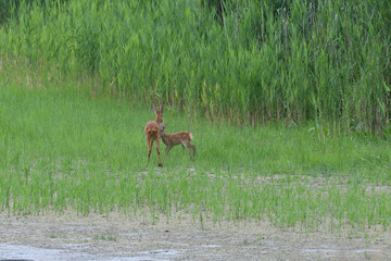 A roe deer mom and her young are jumping in a swamp by a pond