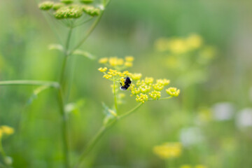 wasp of the garden on a yellow wild flower