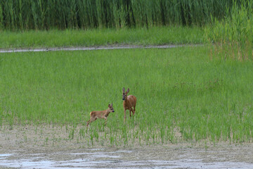 A roe deer mom and her young are jumping in a swamp by a pond