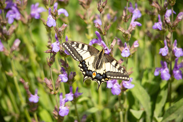 Swallowtail on wild flowers in Provence, France