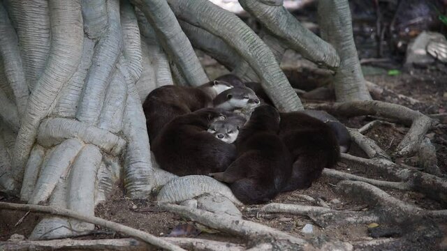 Many Otter lie together to increase warmth. They are terrestrial creatures that can swim and feed in the water very fluently
