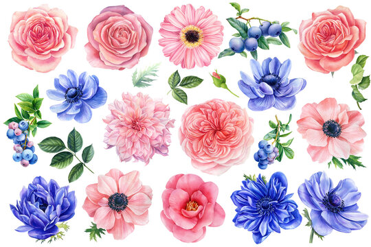 Flowers on a white background. Watercolor clipart of delicate flowers anemones, roses, dahlias, blueberries