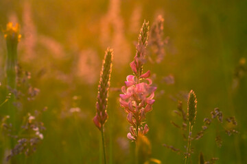 Beautiful floral background. Wild flowers in the bright rays of the setting sun.