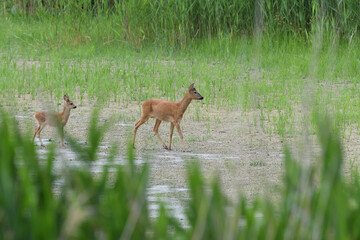 A roe mom and fawn are grazing grass in a swamp by a pond