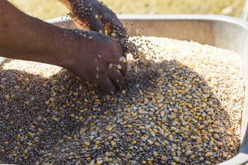 Working hands of the farmer and a variety of crops wheat, oats, corn