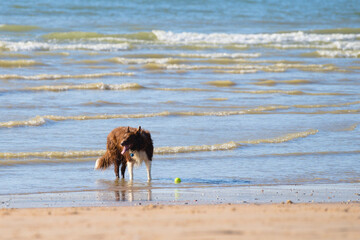 Brown border collie proudly waiting with his tennis ball waiting for his owner to pick it up