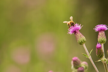 bee on a pink flower with copy space
