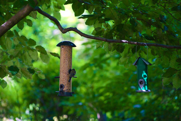 Wild bird eating from a tube feeder (silo) filled with delicious seeds