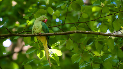 Rose-ringed parakeet bird sitting on a branch waiting for some food at Brussels