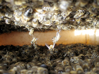 Winged bee slowly flies to beehive collect nectar on private apiary