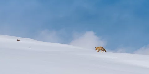 Fotobehang Himalayan Red Fox in snow © umasankar