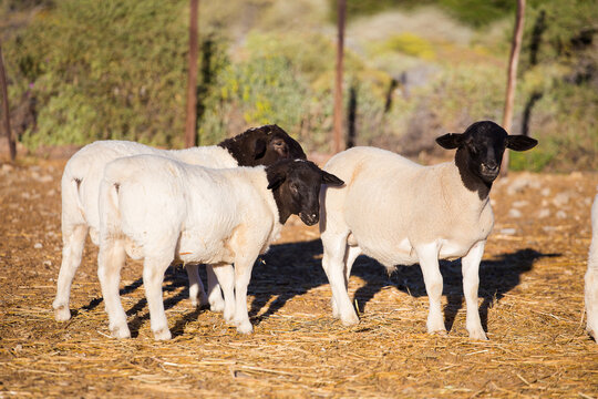 Dorper Sheep Rams on a dorper sheep stud farm in the Tankwa karoo in South Africa