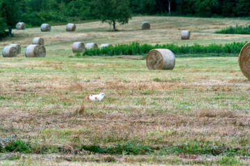 cat hunting in the grass