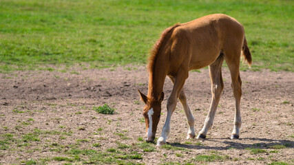 Fototapeta premium Brown baby belgian foal show horse at the ranch on a sunny day