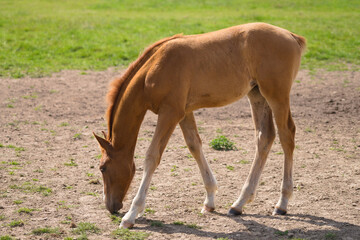 Obraz na płótnie Canvas Brown baby belgian foal show horse at the ranch on a sunny day
