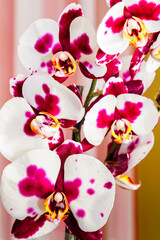Purple and white spoted flowering orchids isolaten on the black background