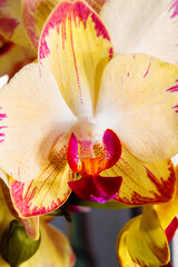Yellow flowering orchids isolaten on the background