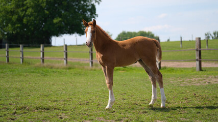 Naklejka na ściany i meble Brown baby belgian foal show horse at the ranch on a sunny day