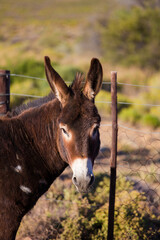 Close up portrair of a donkey on a farm in the Tankwa Karoo of South Africa