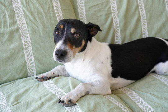 Little Dog Sitting On The Sofa Looks Curious