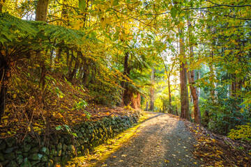 autumn in the forest
