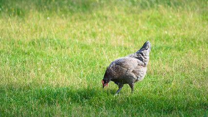 Grey chicken hen walking on grass at the farm on a sunny day