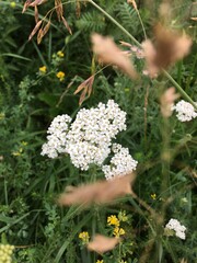 flowers in the forest