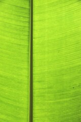 Banana leaf background