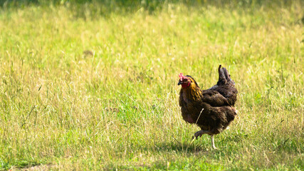 French maran chicken hen walking on grass at the farm on a sunny day