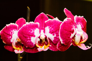 Purple flowering orchids isolaten on the black background