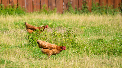 Brown chickens hens walking on grass at the farm on a sunny day