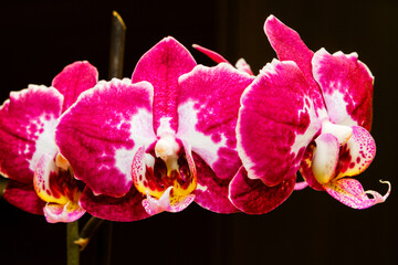 Purple flowering orchids isolaten on the black background