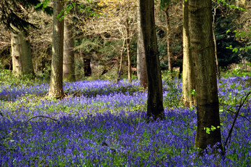 Bluebells Bluebell Woods Basildon Park Berkshire